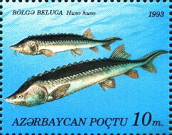 Stamp, Beluga (Huso huso), Azerbaijan,  