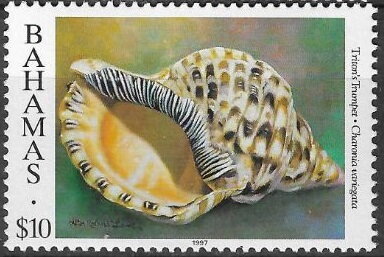 Stamp, Atlantic Triton (Charonia tritonis variegata), Bahamas,  , Shells
