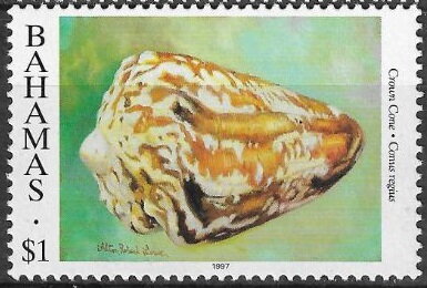 Crown Cone (Conus regius)