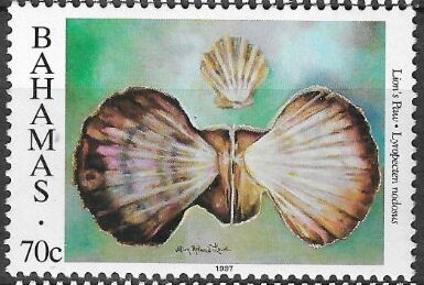 Lions-paw Scallop (Lyropecten nodosus)