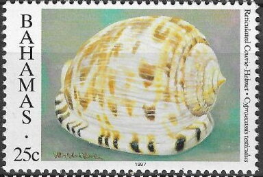 Reticulated Cowry Helmet (Cypraecassis testiculus)