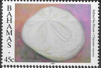 Sea Biscuit (Clypeaster rosaceus)