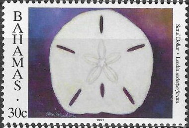 Stamp, Six-holed Keyhole Urchin (Leodia sexiesperforata), Bahamas,  , Shells