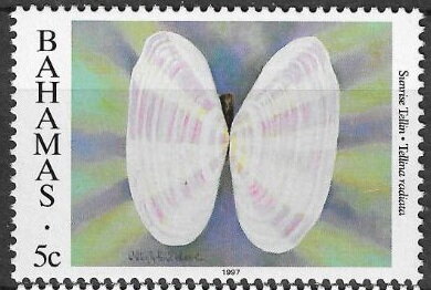 Stamp, Sunrise Tellin (Tellina radiata), Bahamas,  , Shells