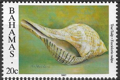 Stamp, True Tulip (Fasciolaria tulipa), Bahamas,  , Shells