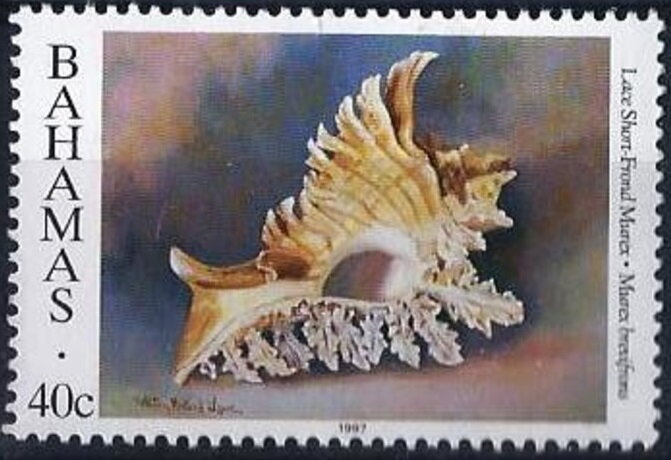 West Indian Murex (Murex brevifrons)