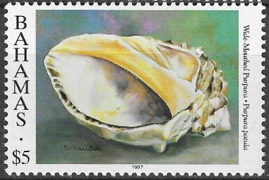 Wide-mouthed Purpura (Purpura patula)