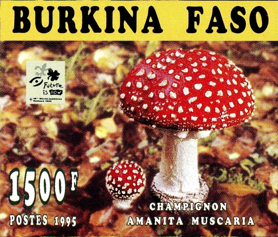 Amanita muscaria