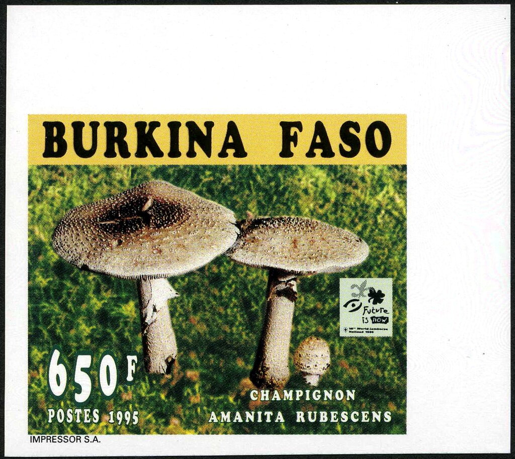 Amanita rubescens