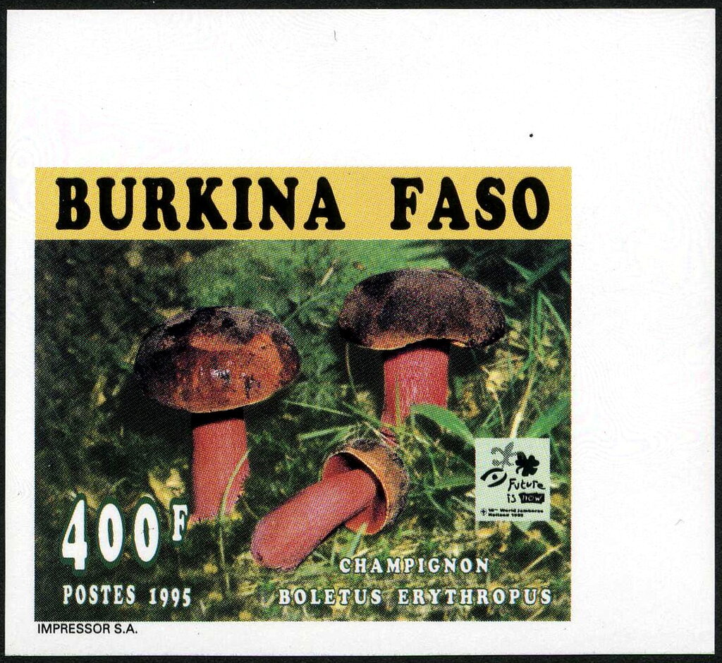 Boletus erythropus