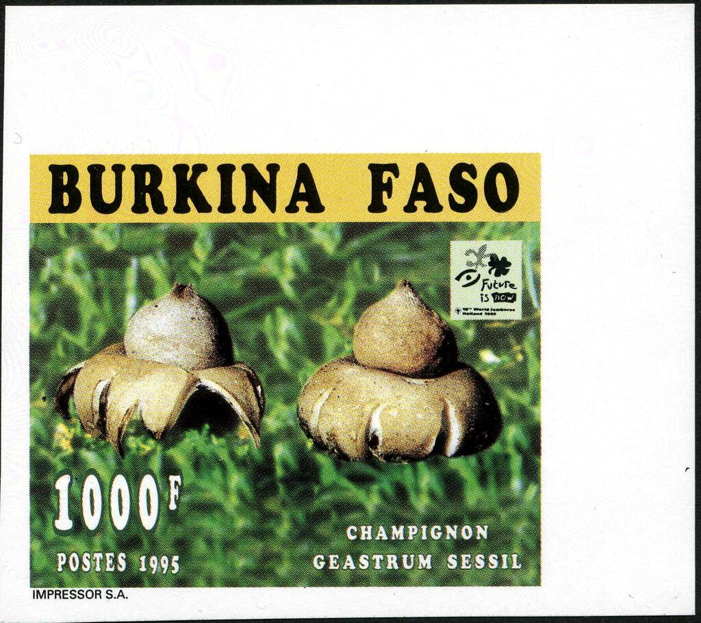 Geastrum sessil