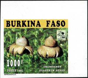 Stamp, Geastrum sessil, Burkina Faso,  , Mushrooms, Scouting