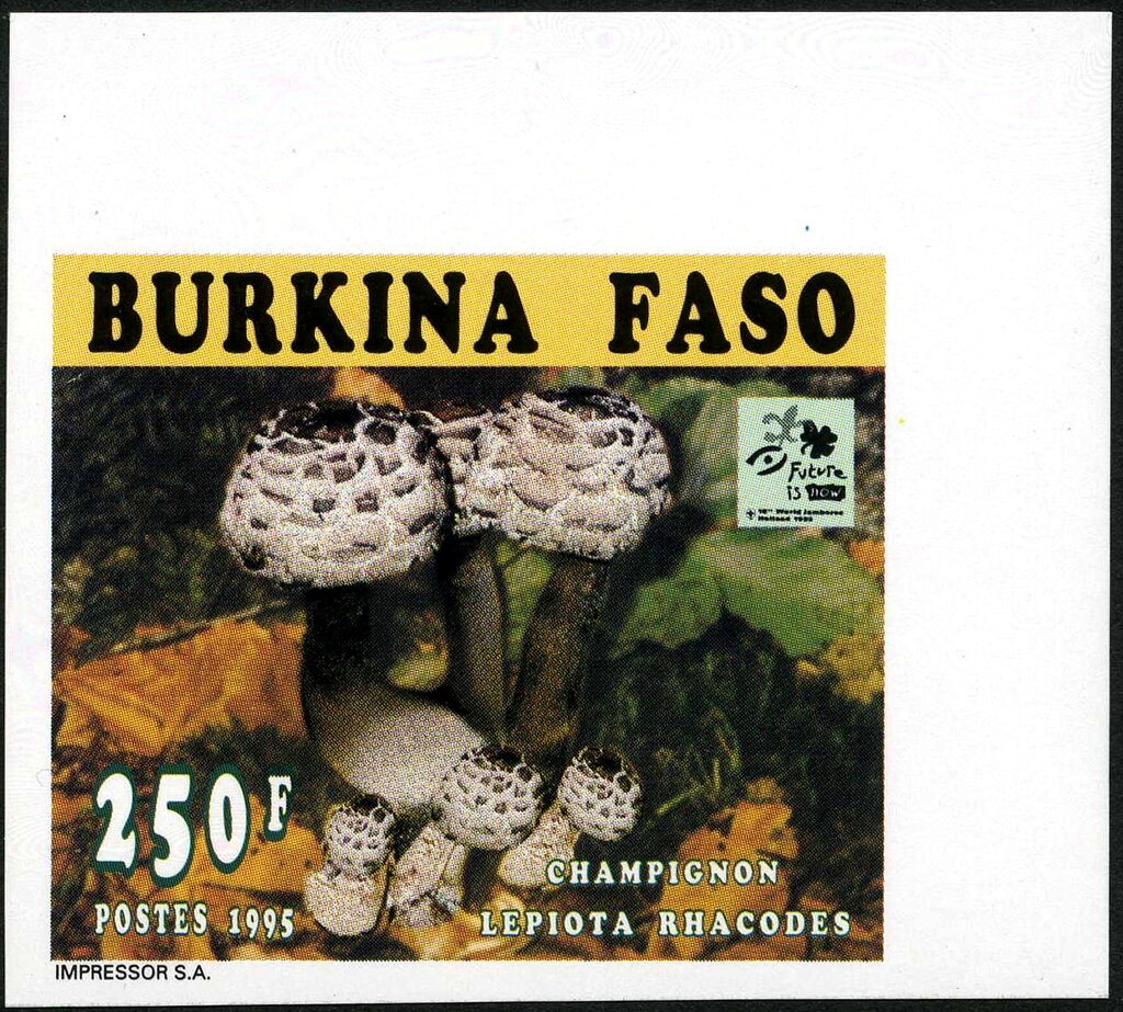 Lepiota rhacodes