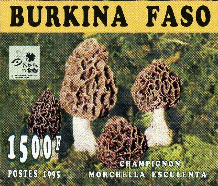 Morchella esculenta
