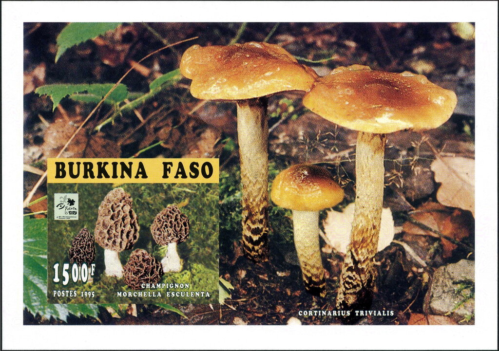 Morchella esculenta