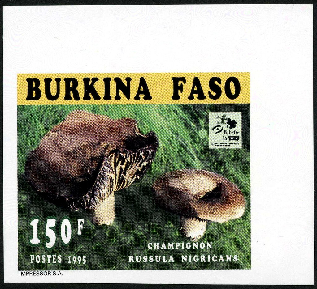 Russula nigricans