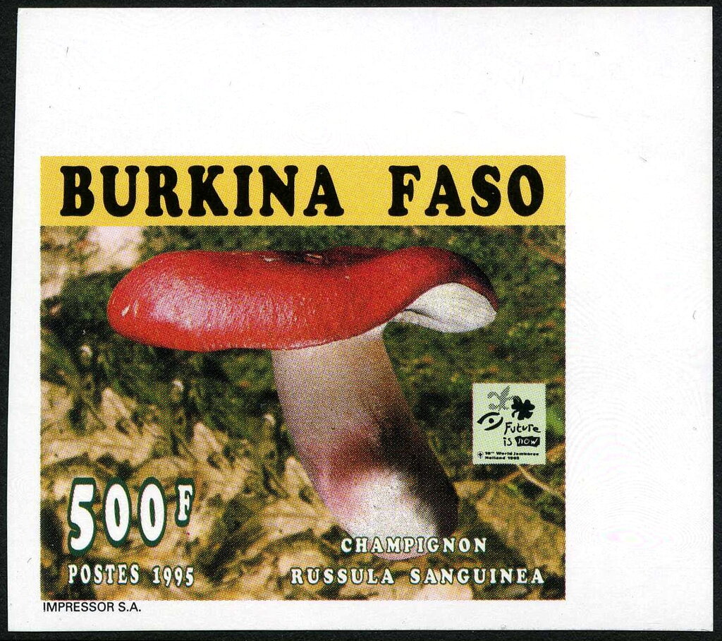 Russula sanguinea