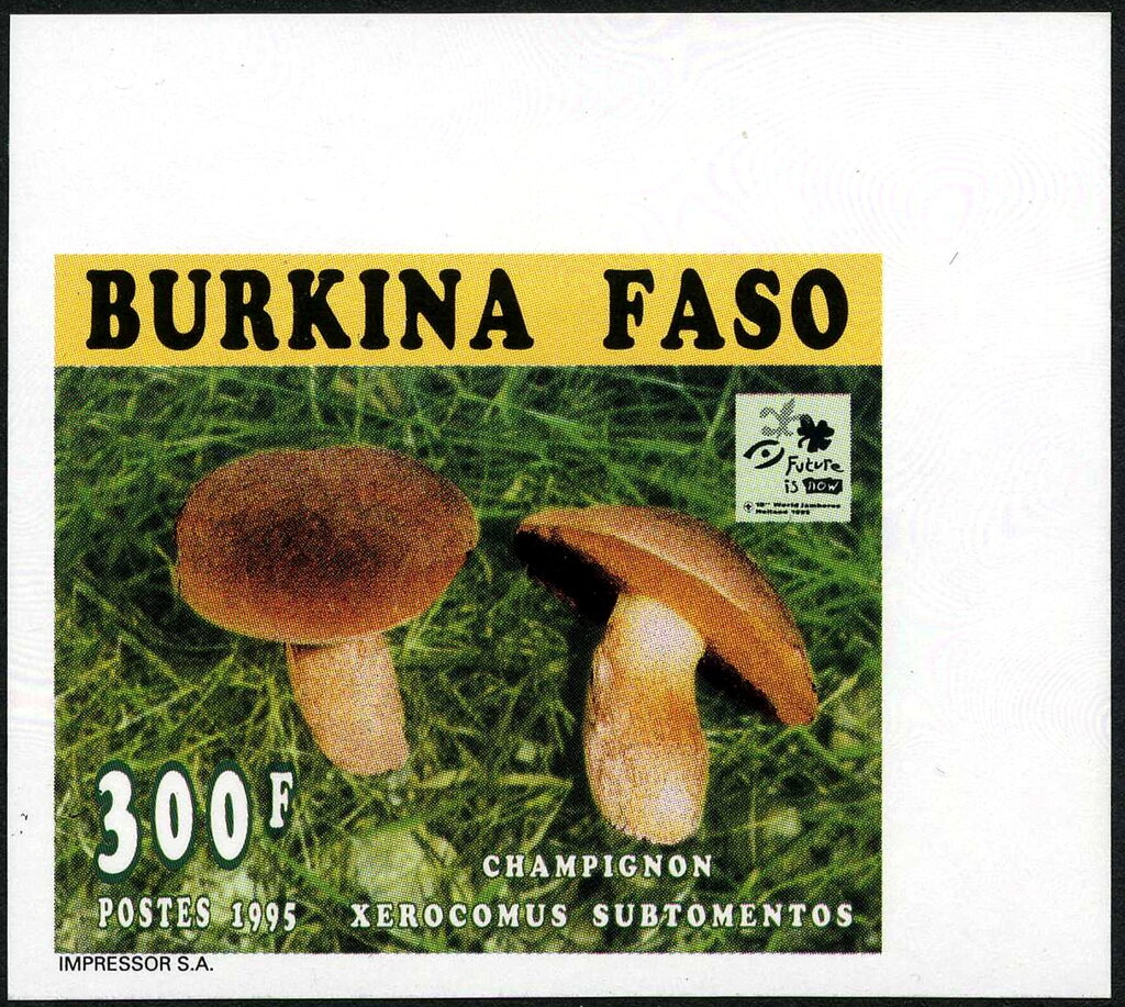 Xerocomus subtomentos