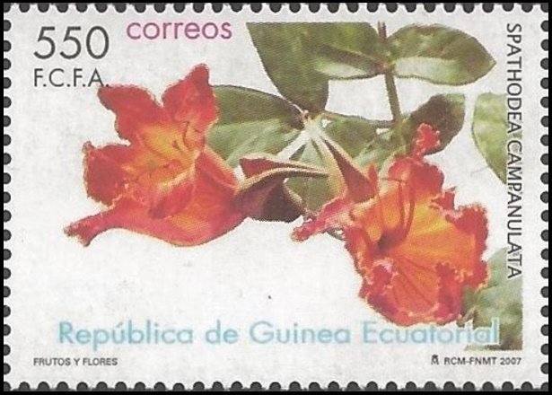 Spathodea campanulata