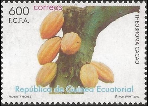 Theobroma cacao