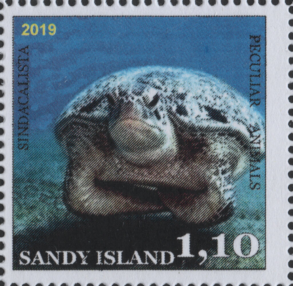 Peculiar Animals, Turtle