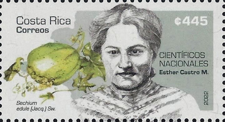 Esther Castro Meléndez and Chayote (Sechium edule)