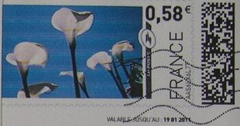 Arum Lilies