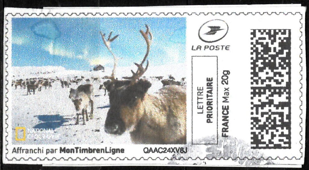 Herd of Reindeer in colour