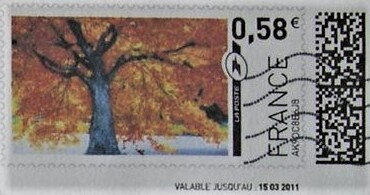 Tree in Autumn