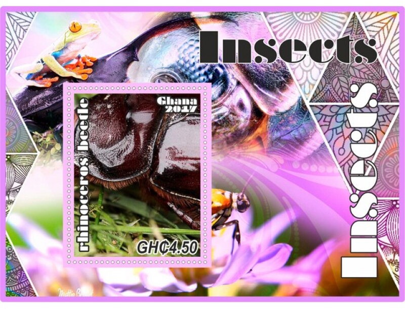 Fauna Insects