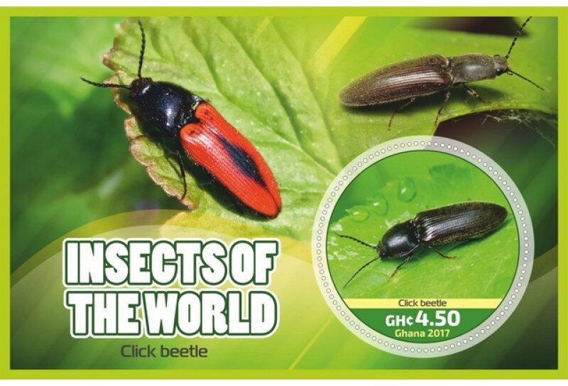 Fauna Insects of the world