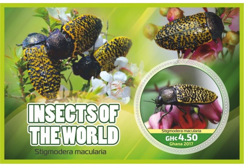 Fauna Insects of the world