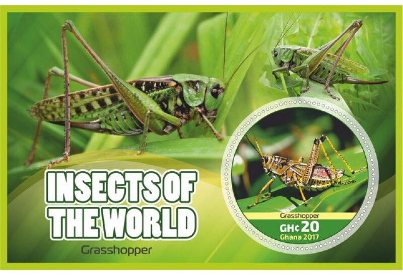 Fauna Insects of the world