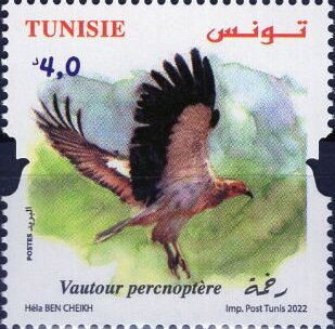 Egyptian Vulture (Neophron percnopterus)