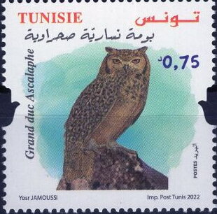 Pharaoh Eagle-Owl (Bubo ascalaphus)