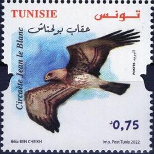 Stamp, Short-Toed Snake Eagle (Circaetus gallicus), Tunisia,  , Animals (Fauna), Birds, Birds of Prey, Eagles