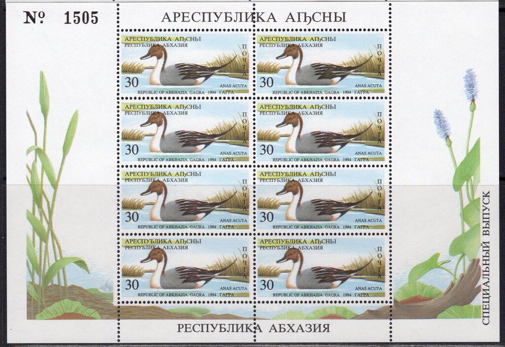 Gagra District: Pintail (Anas acuta)