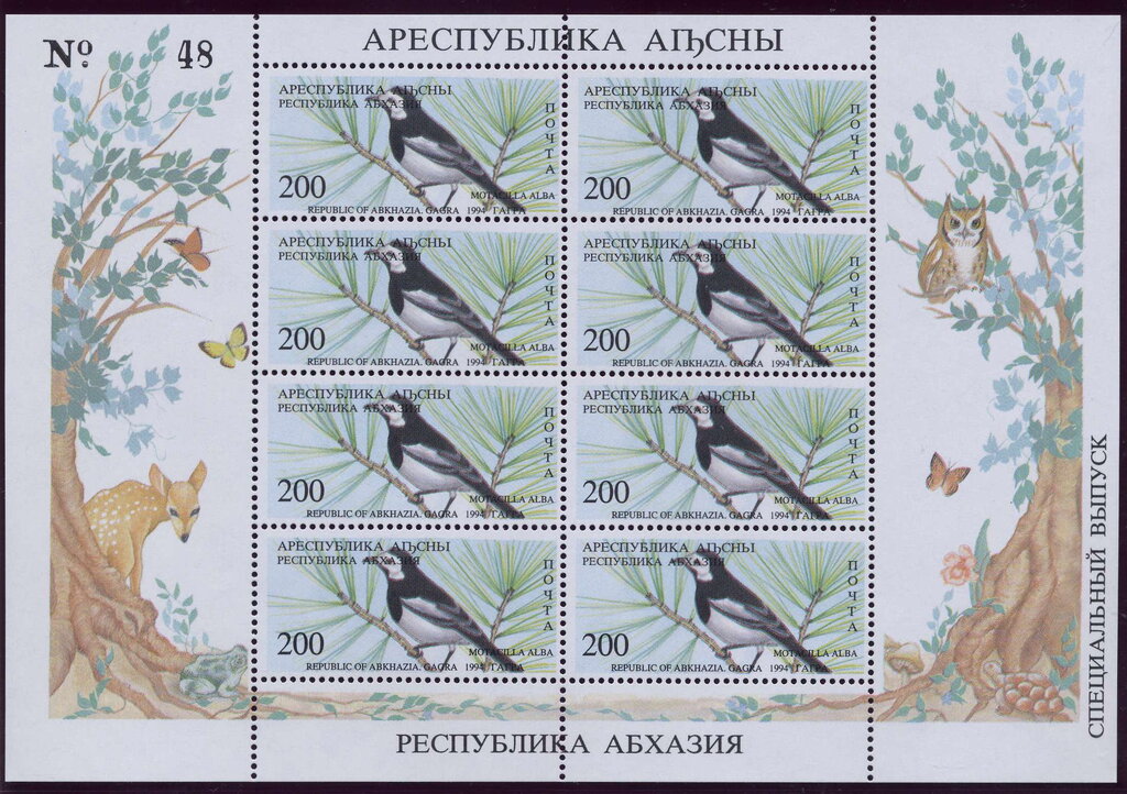 Gagra District: White Wagtail (Motacilla alba)