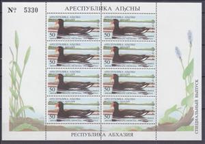 Full Pane, Tkvarcheli District: Common Moorhen (Gallinula chloropus), Abkhazia,  , Animals (Fauna), Birds