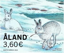 Mountain Hare (Lepus timidus)