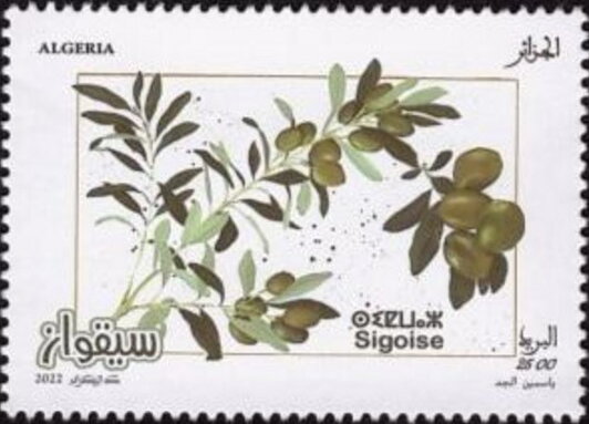 Siqwaz Olives