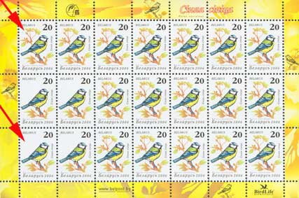 Blue Tit (Parus caeruleus)