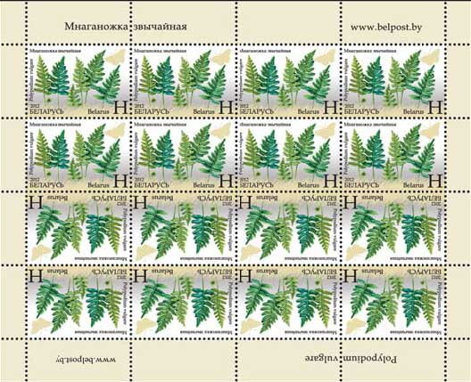 Common Polypody (Polypodium vulgare)