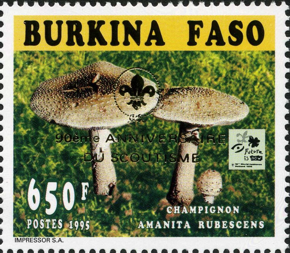 Amanita rubescens - Golden imprint