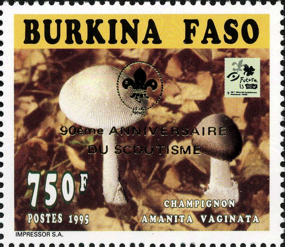 Amanita vaginata - Golden imprint