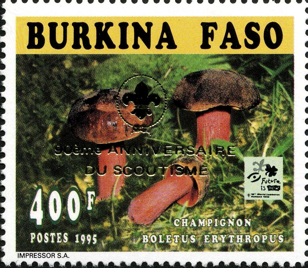 Boletus erythropus - Golden imprint
