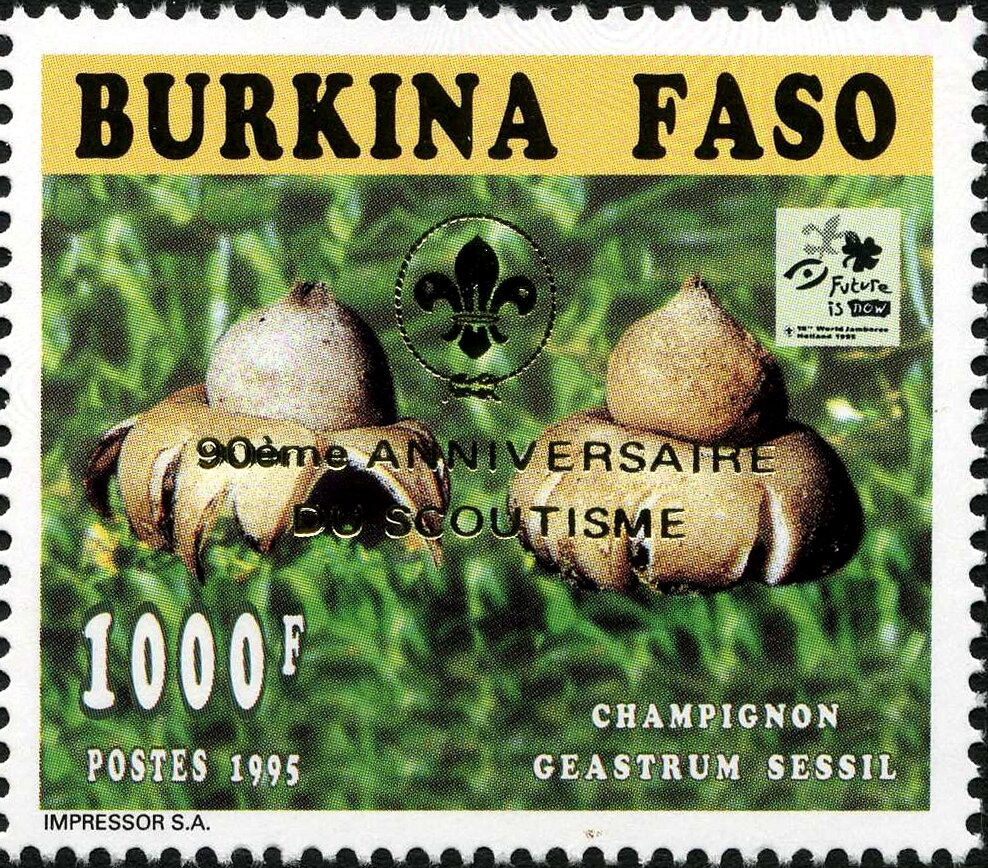 Geastrum sessil - Golden imprint