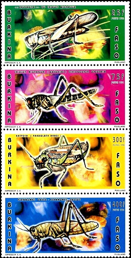 Migratora locusts