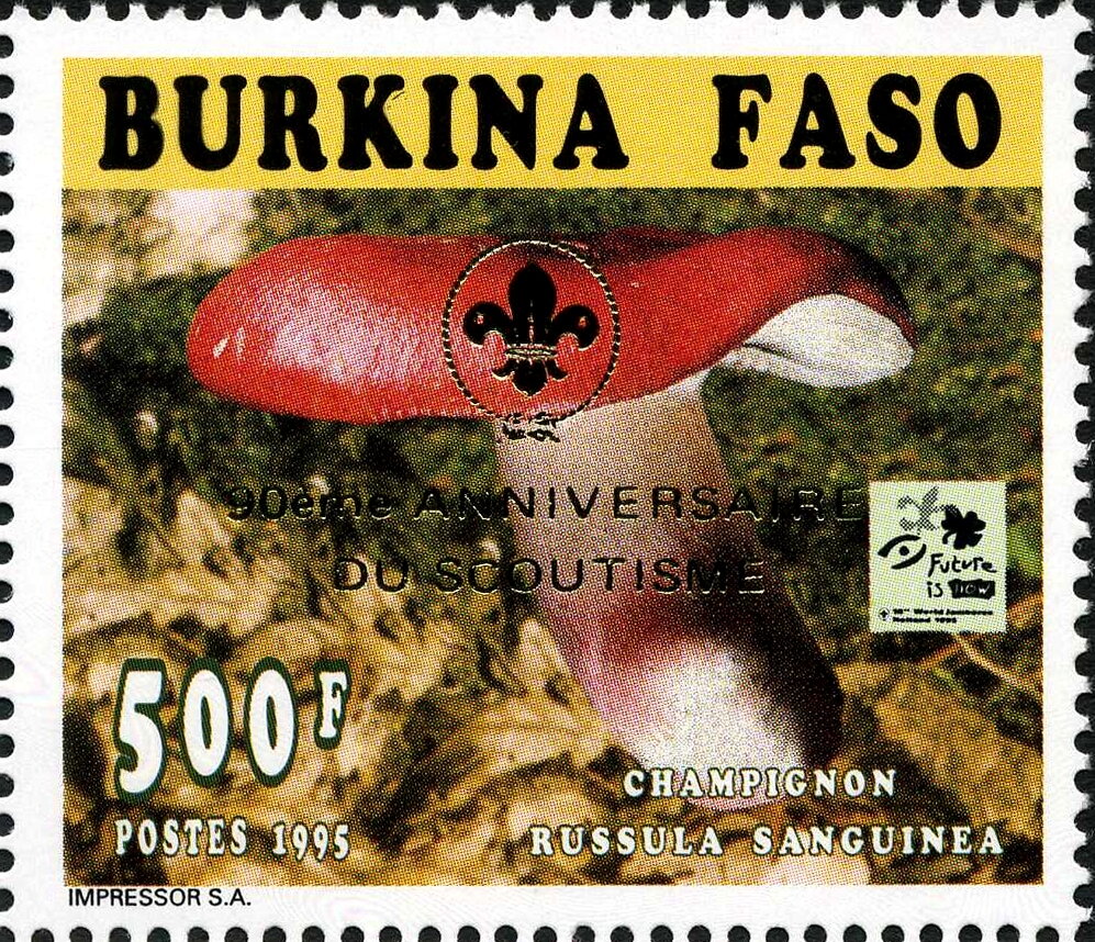Russula sanguinea - Golden imprint