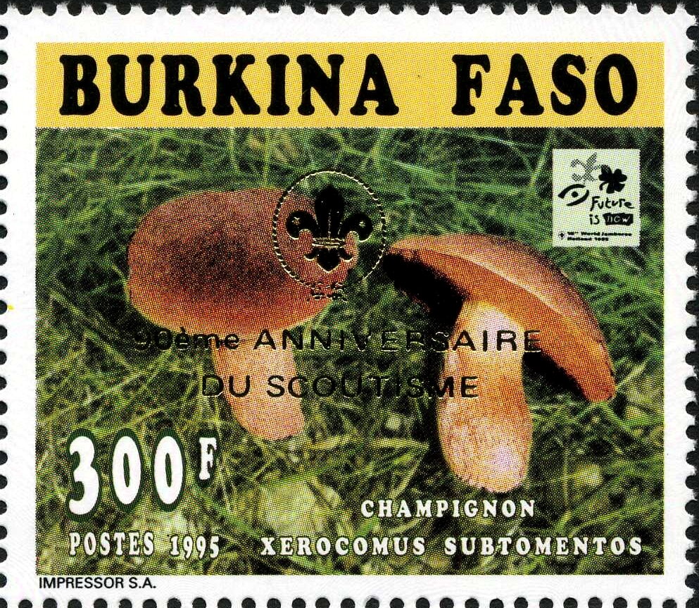 Xerocomus subtomentos - Golden imprint